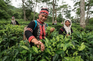 things to do, things to do in chiang mai, chiang mai, tea plantation, harvest