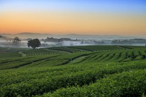 Romantic Places in Thailand for Honeymoon and Couples How about switching from wine to fine green tea from Choui Fong Tea Plantation in Chiang Rai