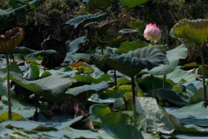 Romantic Places in Thailand for Honeymoon and Couples Lotus ponds, rice fields... Live the classic Thai romance drama experience in Mahasawat Canal area, Nakhon Pathom