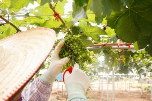 Meet the Local Expert Khun Pat Mae Taeng Vineyard