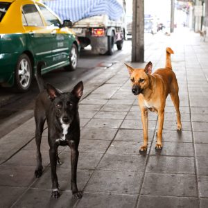 Volunteer in Thailand Some non-profit organizations have been rescuing stray animals and you can help take care of them at the shelters.